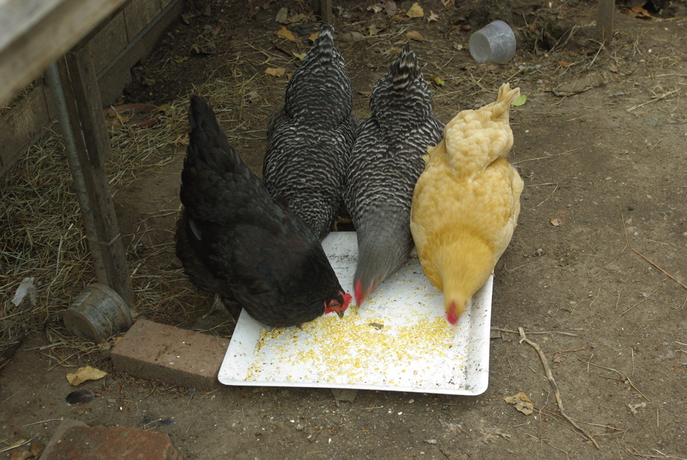 Raise a backyard chicken for your Brooklyn dozen