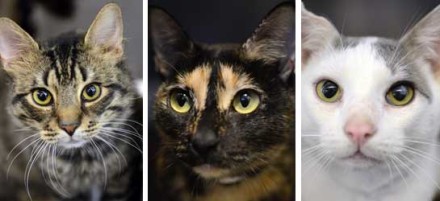 Here and meow: Free cat adoption event this weekend
