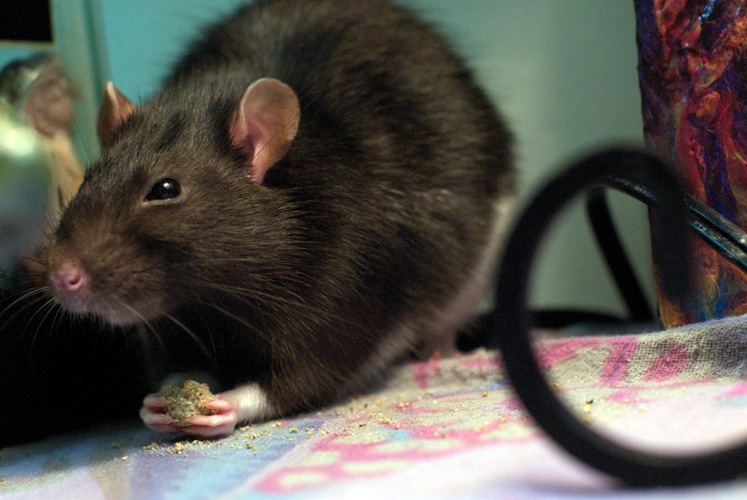 Sandy Rats Will the city stop post-Sandy rats from taking over?