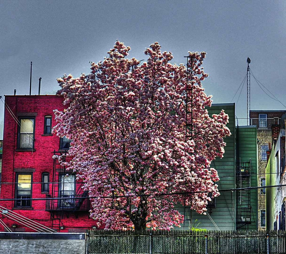 Branch out: Get a free tree this weekend to raise as your own