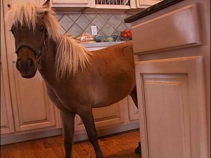 Craiglist freebie of the day: a horse, for your inner 8-year-old