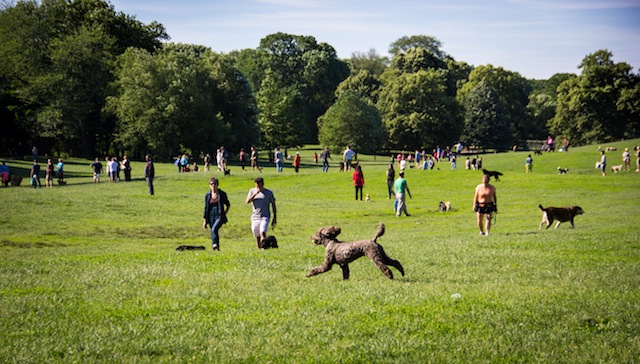 prospect park dog run