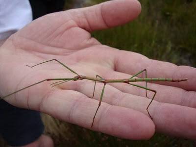 "Oh is that a stick in your hand?" "Nope, it's my pet stick bug." "Oh."