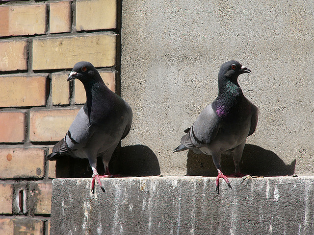 Because there are more than pigeons in this city. via Flickr user zigazou76