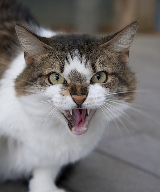 Stop and Friskies: Park Slope ‘bully cat’ on a rampage