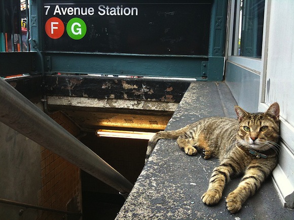 subway cat