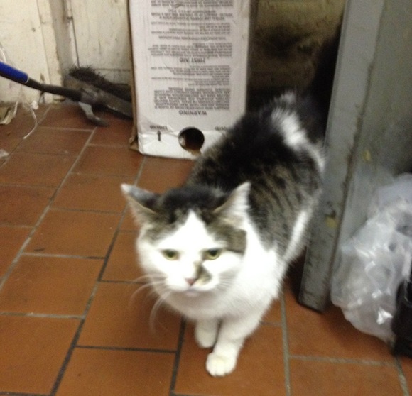 Adopt an adorable bodega cat of your very own!