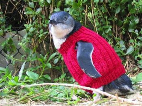 Join in the worldwide effort to knit tiny sweaters for adorable tiny penguins