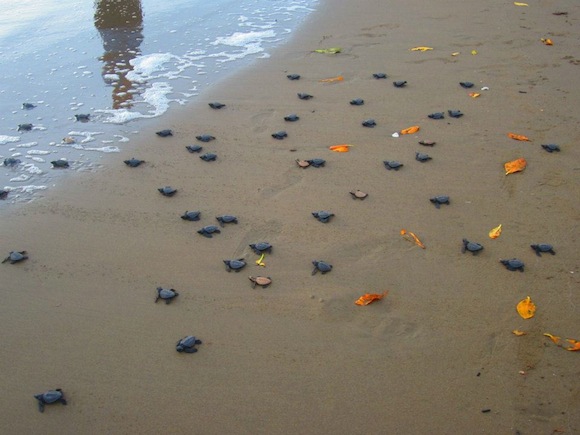 Help these adorable baby turtles and you can travel cheap. via Facebook