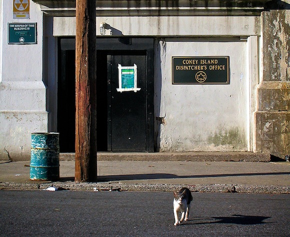 Join the effort to help Coney Island’s stray cats at a meeting tonight