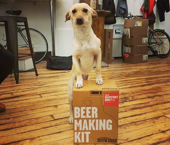 The Brooklyn Brew Shop needs a mostly-sober marketing assistant