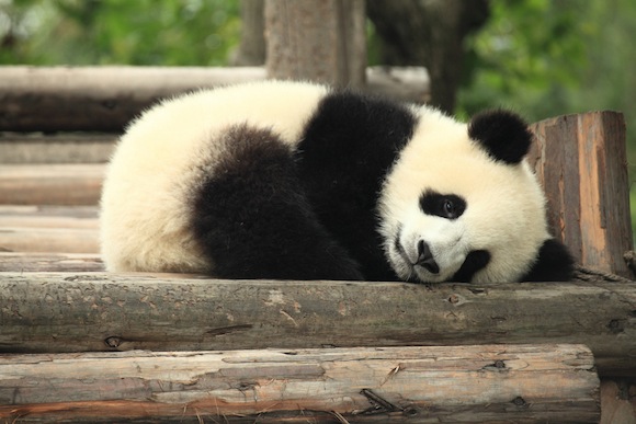 Sweet job alert: Full-time panda nanny, or ‘au bear’