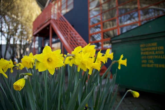 Don’t be a dim bulb, register to get some free daffodils