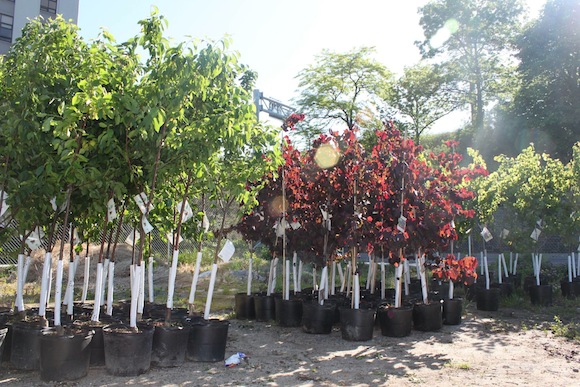 Get a free tree for your yard or community garden