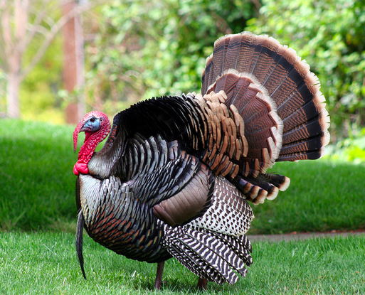 Your fowl-safe guide to finding an organic turkey this Thanksgiving