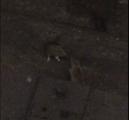 subway rats fighting