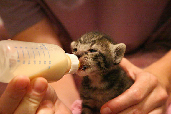 Give your life meaning, become a kitten foster parent
