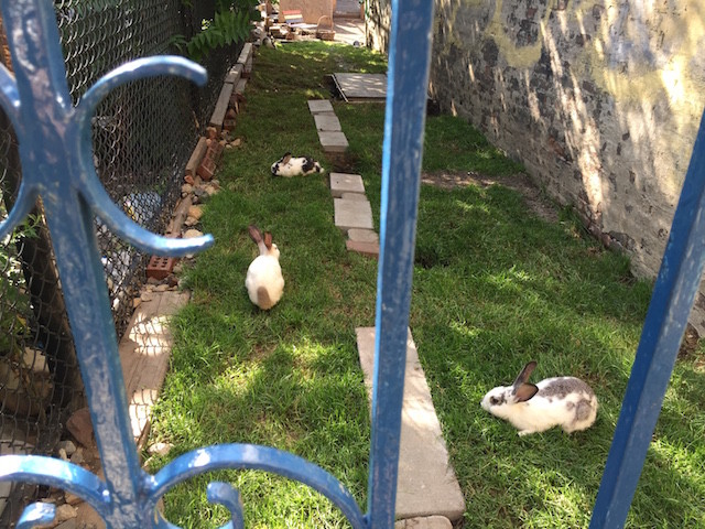 Hare we go again: The Gowanus rabbits are back