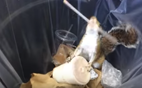 Milkshake squirrel doesn't need a straw. via Youtube