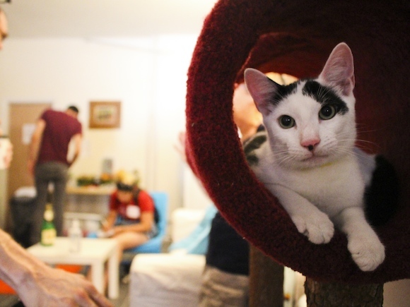 Brooklyn’s new cat café: our first im-purr-sions