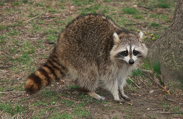36 Top Photos Do Raccoons Eat Domestic Cats : Do Raccoons Eat Cats? Protecting Pets From Wildlife | ABC Blog