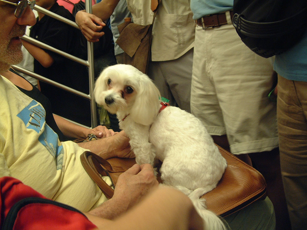 are dogs allowed on the subway