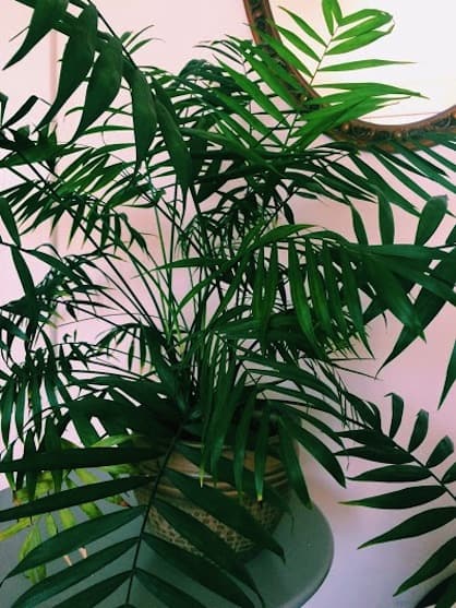 Look at this fern diva. Bridget McFadden / Brokelyn