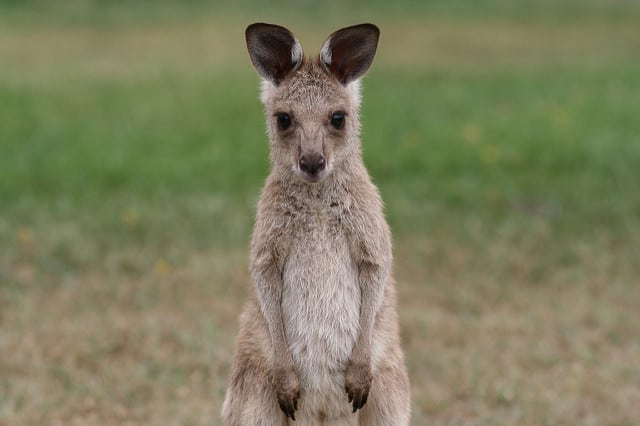 The kangaroo may occasionally despair, but he bounces right back from it . via flickr user Centophobia