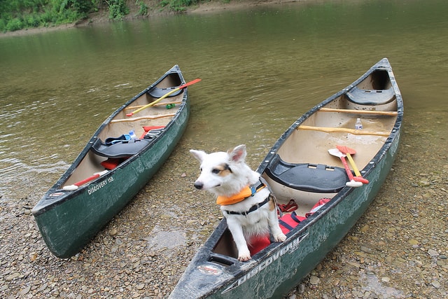 Teach them the doggie paddle. Connie Ma / Flickr 