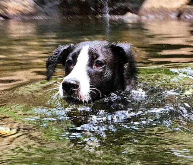 Boo, cooling off. Photo via @doggiedaytrips