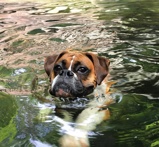 Maddie , cooling off in a secret swimming hole on a recent Doggie Day Trip. Photo via @doggiedaytrips