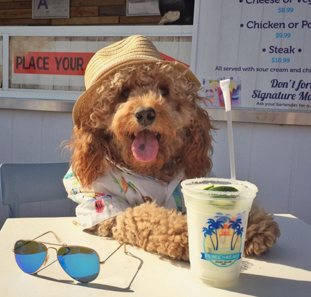 Heat dome a comin', keep it cool this weekend, even if you're covered in fur. Photo via @samsonthedood