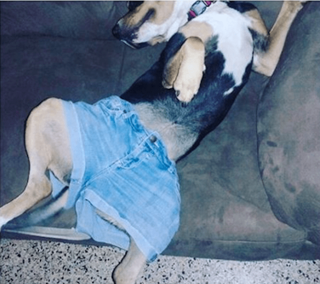 Dogs settle the jorts vs. cargo shorts debate once and for all