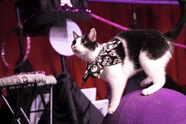 Nope, we’re not kitten: make real money by running away with this Chicago cat circus