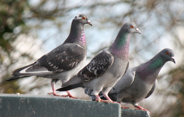 A recommended reading list for NYC pigeons