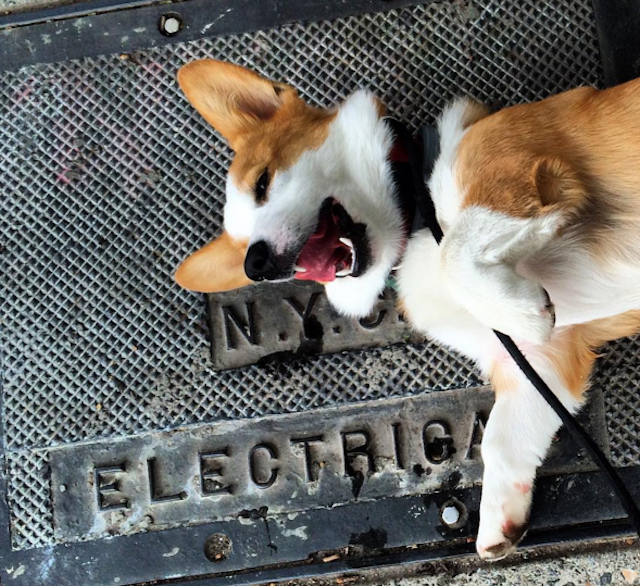 Dogs light up your life, but the job isn't always easy. via IG user @the_dog_walking_network