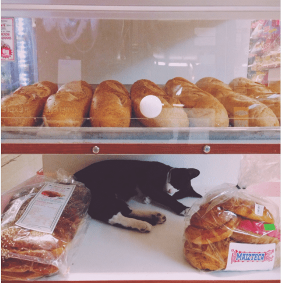 Someone started a petition to make bodega cats legal in NYC