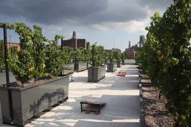 Rooftop-Reds-Vineyard-NYC_Untapped-Cities1