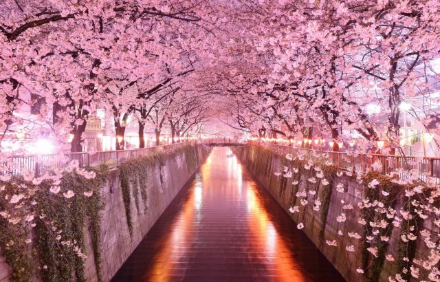 Burst into bloom at Sakura Matsuri (#6). Photo by Alain Mikli