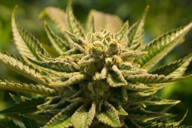 Brooklyn is getting its first ever medical marijuana dispensary
