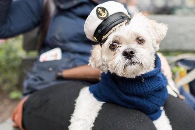 Save the Tompkins Square Park Dog Parade!