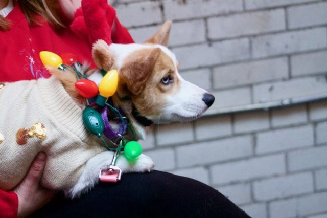 CUTE PHOTOS: Bushwick Bark hosted adorable pets for family snapshots, Pierogi roundup: a guide to Greenpoint’s best Polish dumplings, and more links